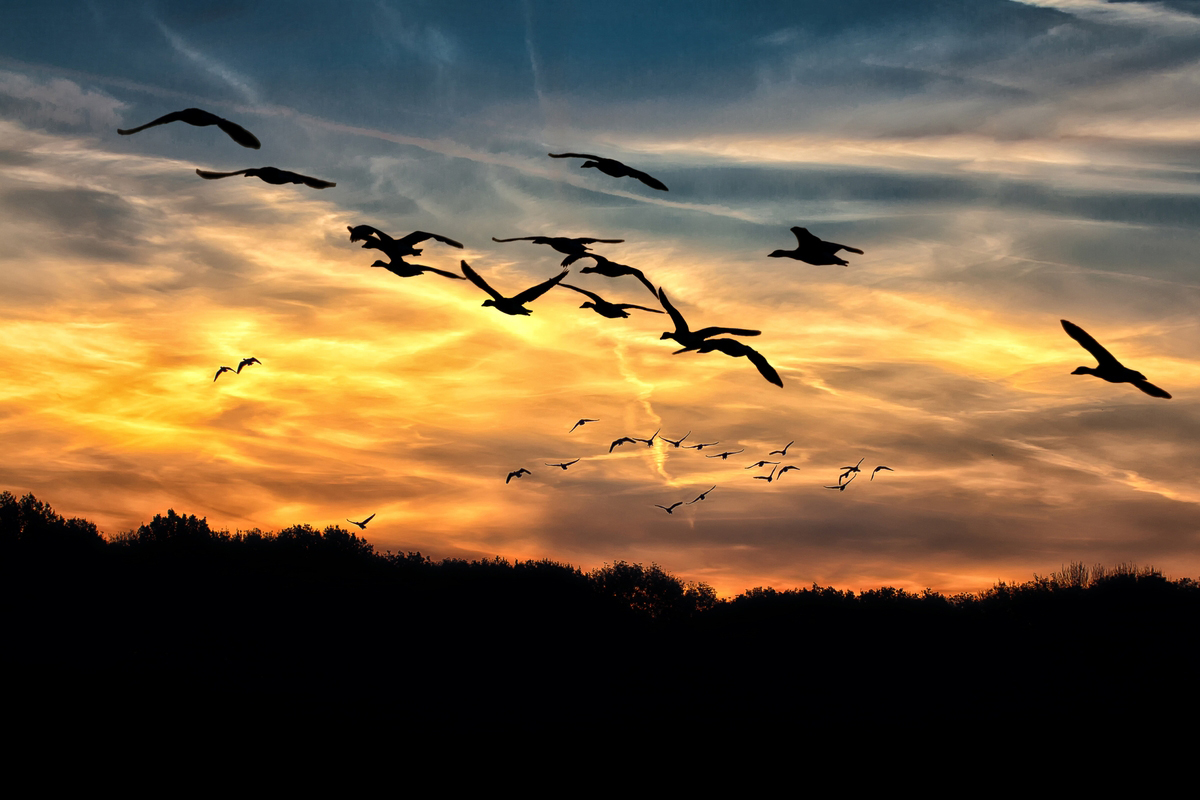 An image of birds flying during the sunset