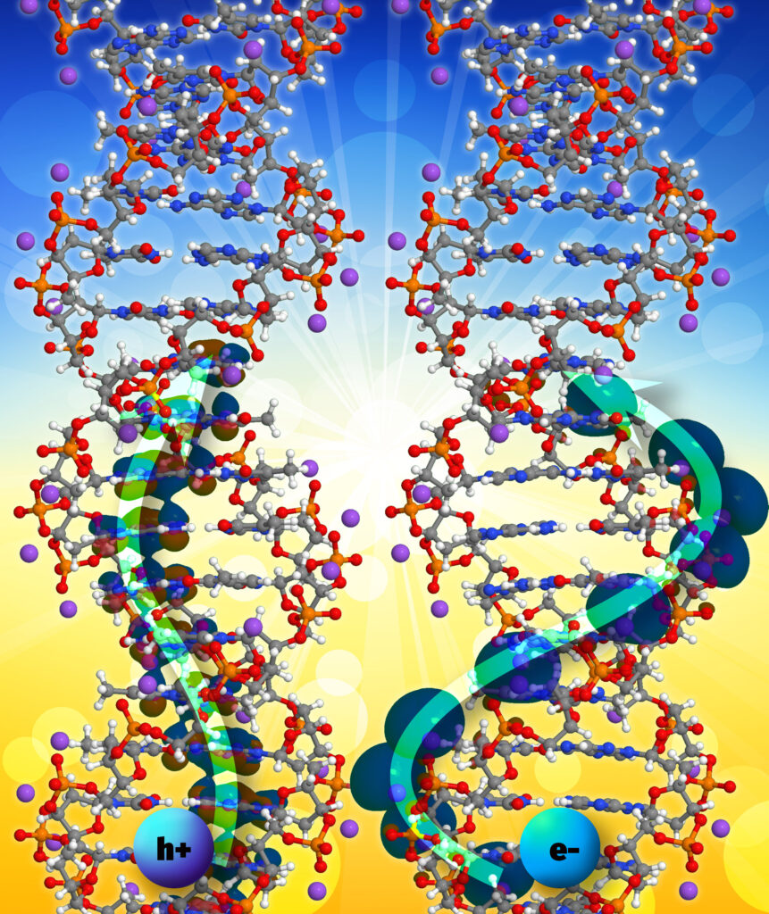 The Wong research group uses large-scale DFT calculations carried out on the Expanse supercomputer to predict electron/hole mobilities in periodic DNA structures.