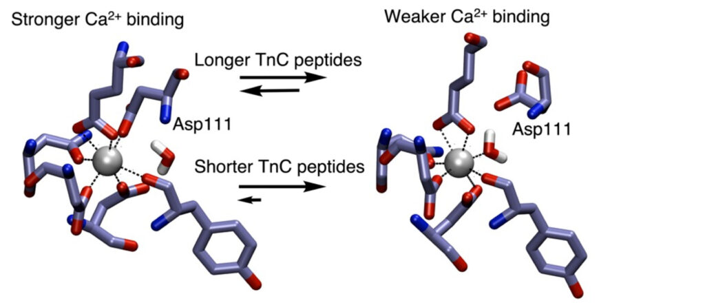 Expanse-generated simulations show how longer troponin peptides have stronger calcium binding than the shorter peptides. Credit: Loyola University Chicago
