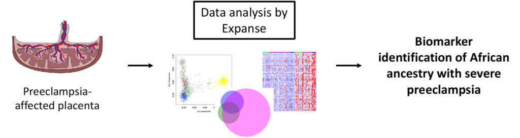 A figure showing the research process at a high level. From left to right, First the figure shows an illustration of a preeclampsia affected placenta. Then, in the center, there is a small collage of data visualizations, with the caption, "Data analysis by Expanse." The last section is just the text, "Biomarker identification of African ancestry with severe preeclampsia."