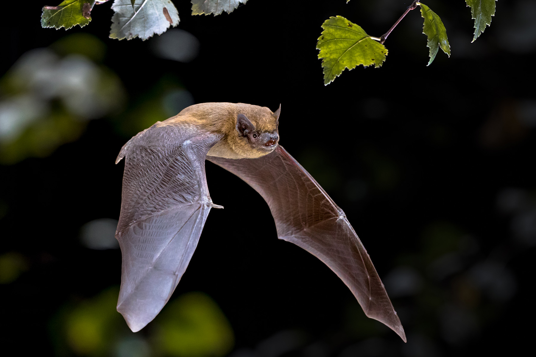 A photo of a bat flying through the air.